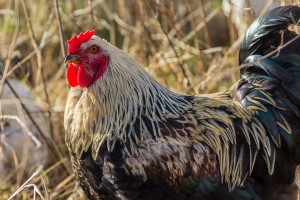 Residential chickens are allowed in Tabernacle with ordinance approval