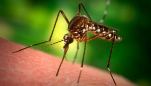 First case of West Nile Virus confirmed in Camden County