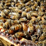 Medford AAUW hosting presentation on beekeeping