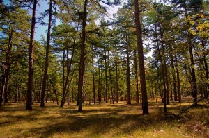 Letter from congressman MacArthur regarding the proposed Wharton State Forest Motorized Access Plan