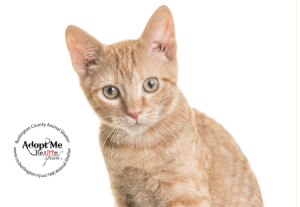 Burlington County Animal Shelter offering fee of $20 for any cat or kitten through Sept. 5
