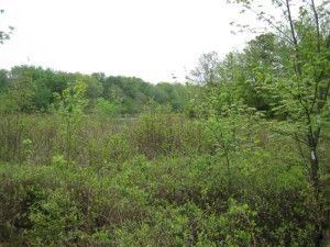 Friends of Evesham Library host Pine Barrens presentation Oct. 20