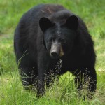 Bear affair: A black bear steals the spotlight in Mt. Laurel.