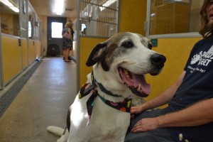 Animal Welfare Association bringing affordable pet care to Camden in July and August
