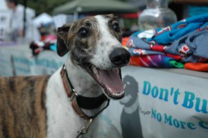 Woofstock Festival for Voorhees Animal Orphange on Oct. 3