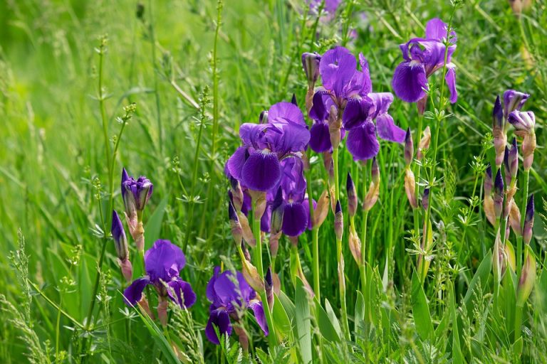 Garden State Iris Society to host Iris Show on May 12 at Burlington County Library