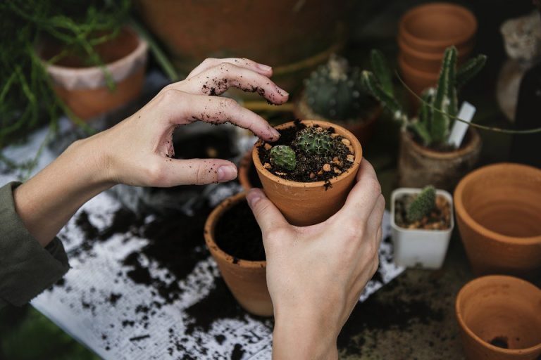 Certified Gardener program announces new classes for 2019