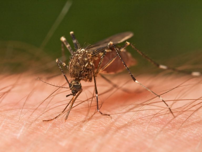 Mosquito spraying scheduled for Cherry Hill early Thursday morning