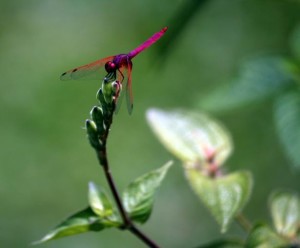 Garden Club of Marlton to hold ‘Dragonflies and Damselfies’ program Oct. 8