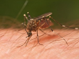 Burlington County Health Department advises residents of the risk of West Nile Virus