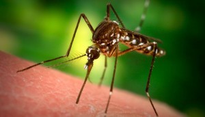 Mosquito spraying set for Voorhees on Aug. 7