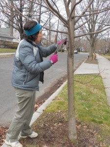 Haddonfield Branch Manager’s Tree Pruning Short Course is Dec. 4 and 10
