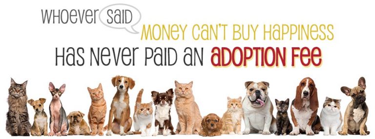 Freeholder Director Bruce Garganio Announces Reduced Adoption Fees for Cats and Kittens