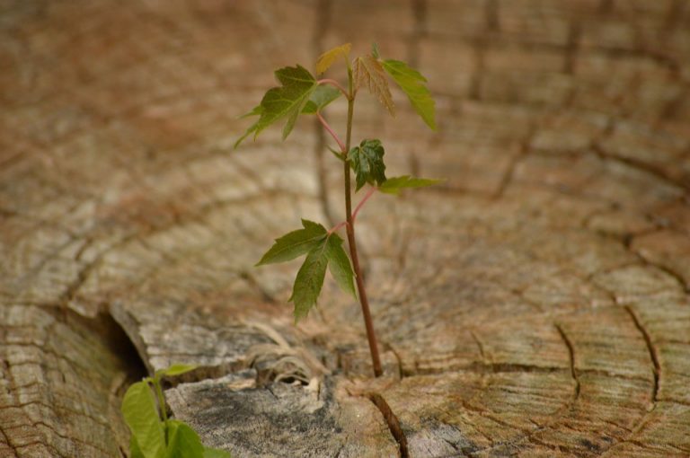 Evesham Environmental Commission to distribute free tree seedlings to residents April 8