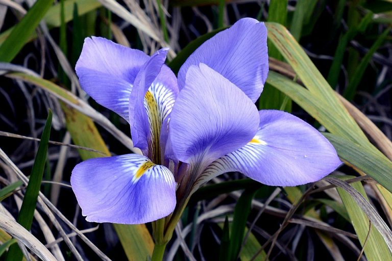 Stop and see the flowers at the Iris Show on May 12