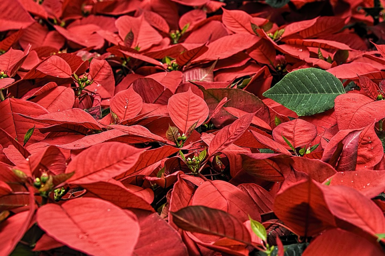 Marie Fleche Memorial Library poinsettia sale through Nov. 30