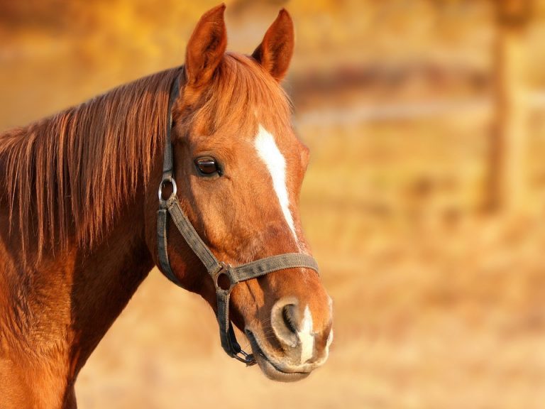 Equestrian Mentoring Program seeks participants