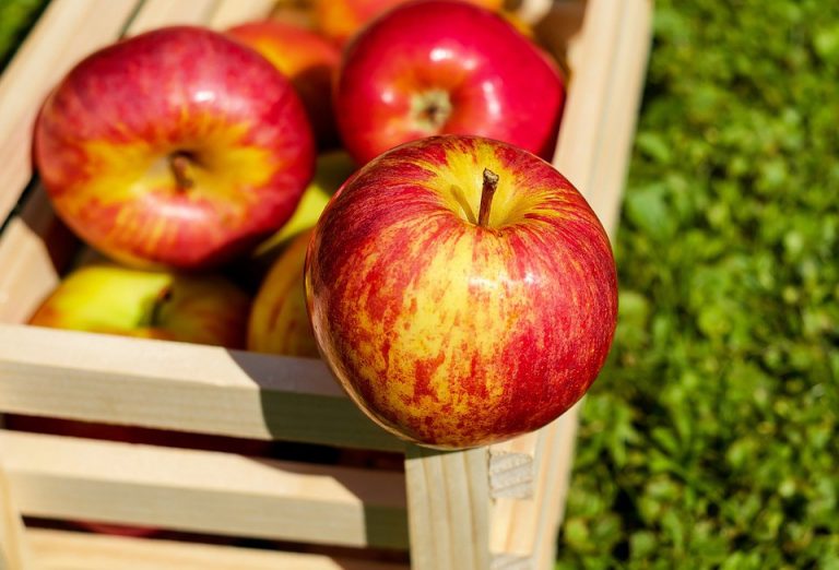 The 40th annual Apple Festival returns tomorrow