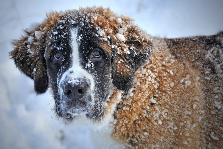 Keeping pets safe during the winter
