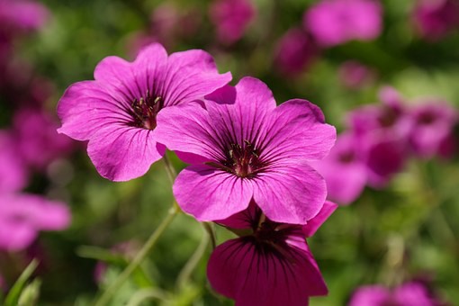 The Haddon Fortnightly will be selling geraniums from Powell’s Greenhouse