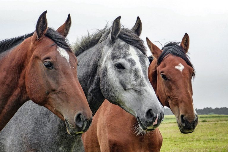 New bill in process to protect lost or stolen horses