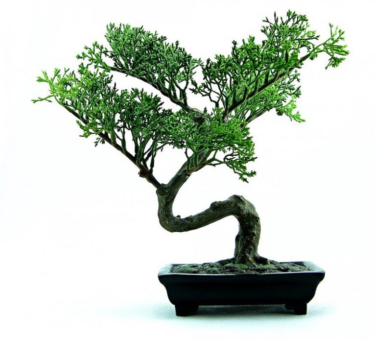 Bonsai to be discussed at next Horticultural Society meeting