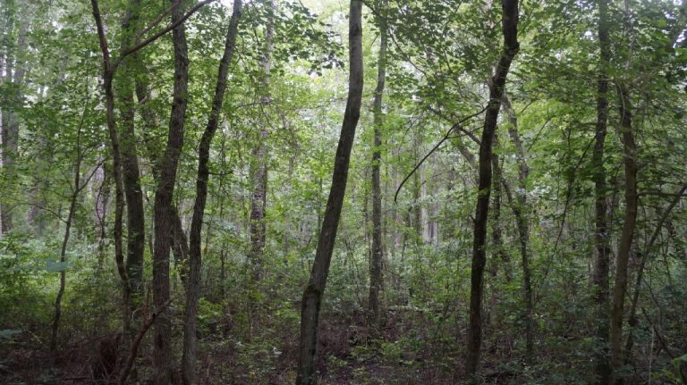 Beetlemania and Salty Cedars: The effects of climate change on the Pinelands