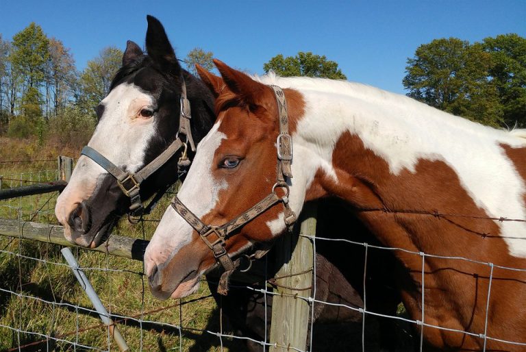 Burlington County Equestrian Mentoring Program accepting applicants