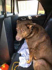 Police find dog near Mt. Holly Road