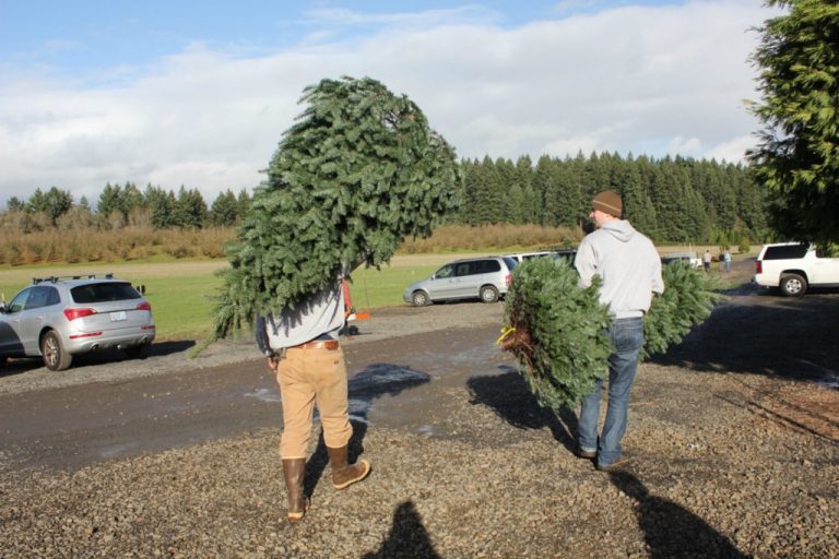 Christmas tree collection begins Jan. 23
