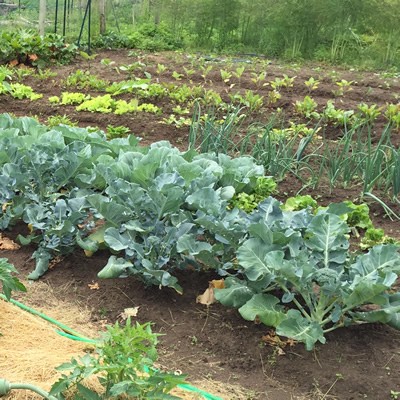 Space still available at Evesham Township’s Community Garden