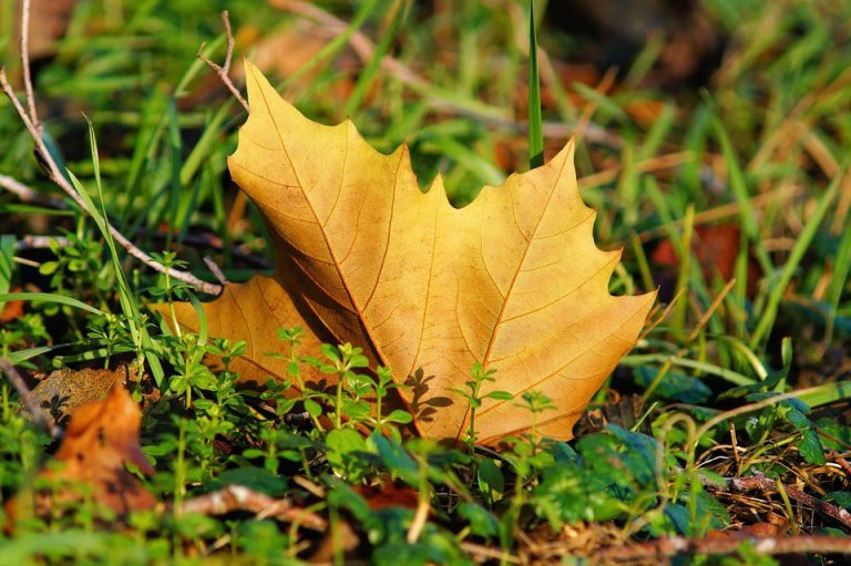 Moorestown releases spring leaf collection details