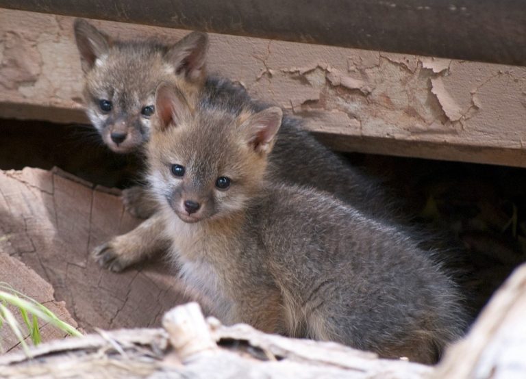 Cedar Run Wildlife Refuge will release a gray fox back into the wild