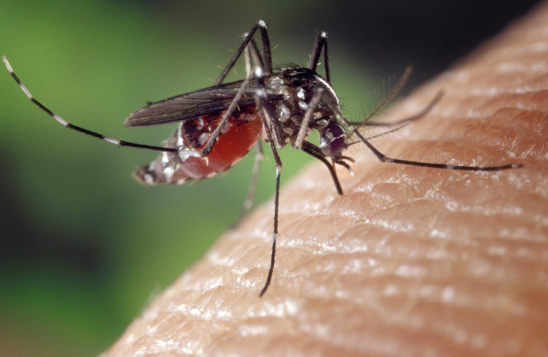 Mosquito spraying throughout Camden County tomorrow