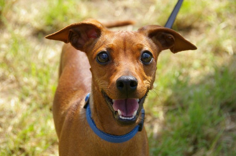 Freeholder Director Garganio Announces Completion of Expanded Burlington County Animal Shelter