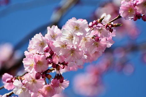 Haddonfield Garden Club hosts trip to Longwood Gardens