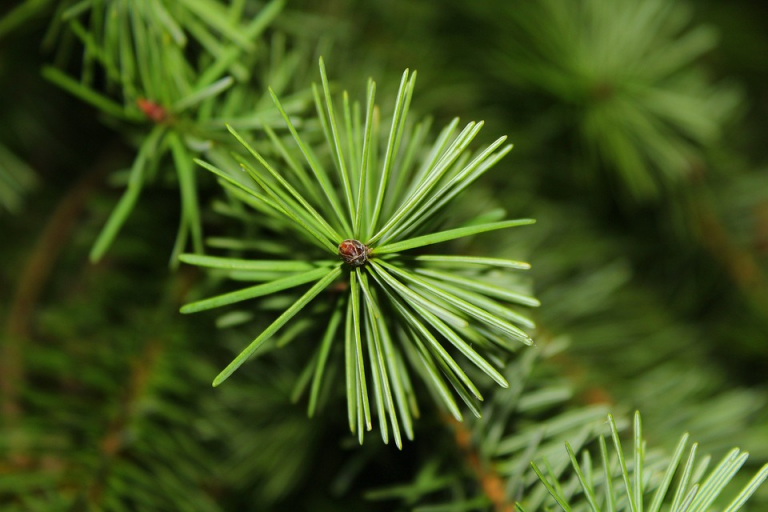 Evesham collecting regular Christmas Trees starting Jan. 8 to Jan. 12 and again Jan. 15 to Jan. 19