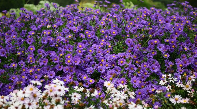 Garden Club’s sale to bloom in May