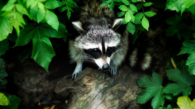 Raccoon found in Deptford tests positive for rabies