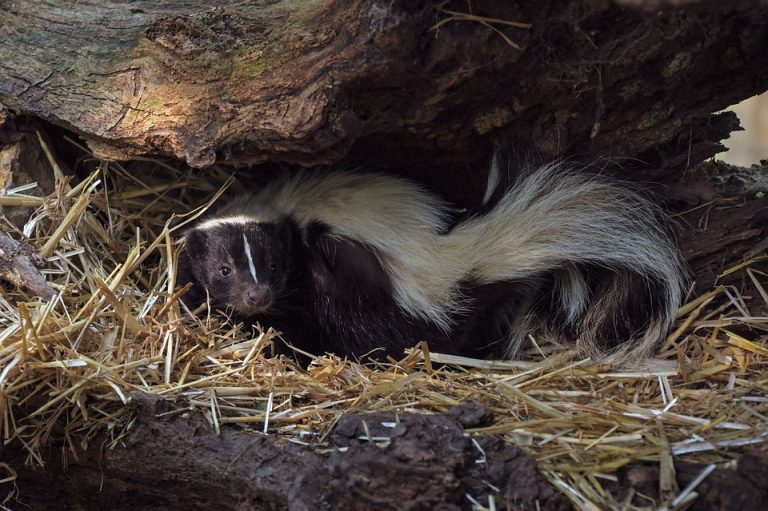 County residents urged to take advantage of free rabies clinics after rabid skunk is found