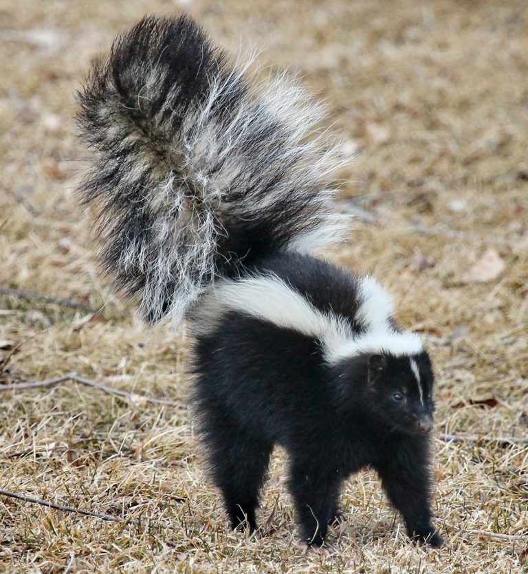Two skunks in Washington Twp. tested positive for rabies