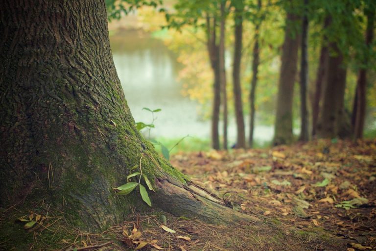 Arbor Day celebration to take place at Perkins