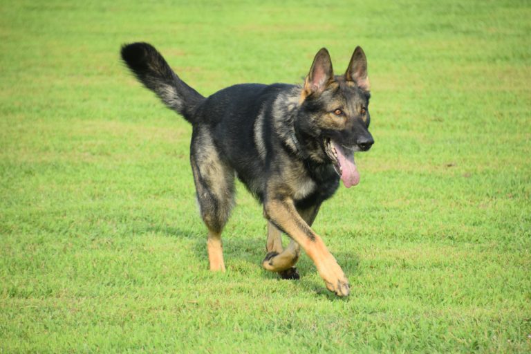 Mt. Laurel FOP Lodge hosting second annual 5K Run and One-Mile Dog Walk in September to support police K-9 program