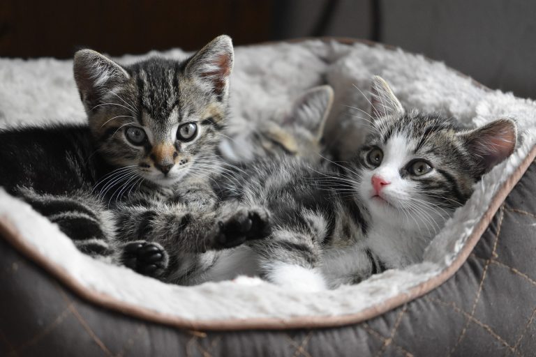 Gloucester County Animal Shelter seeking donations for kittens