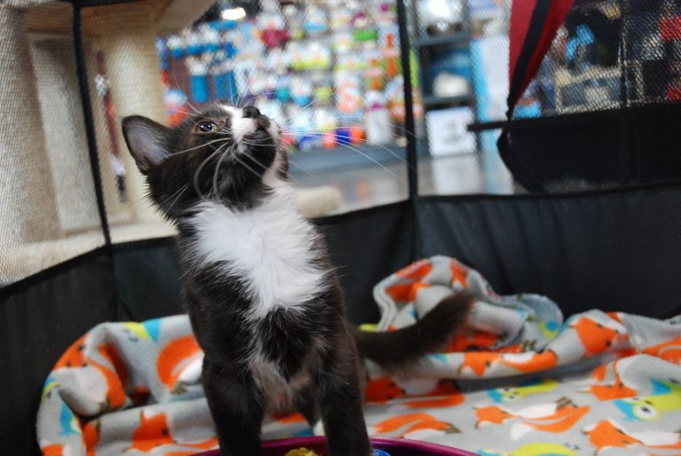 VAO seeking foster homes for kittens, cats
