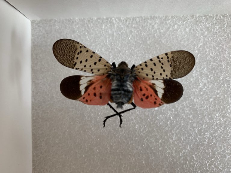 New Jersey’s most wanted insect – the spotted lanternfly