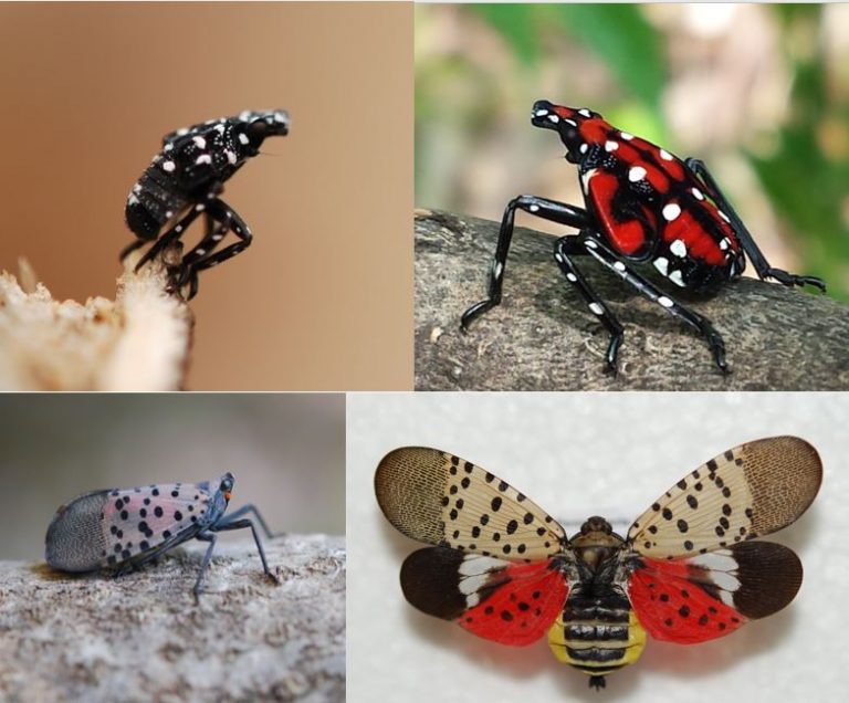 Residents asked to be on lookout for Spotted Lanternfly