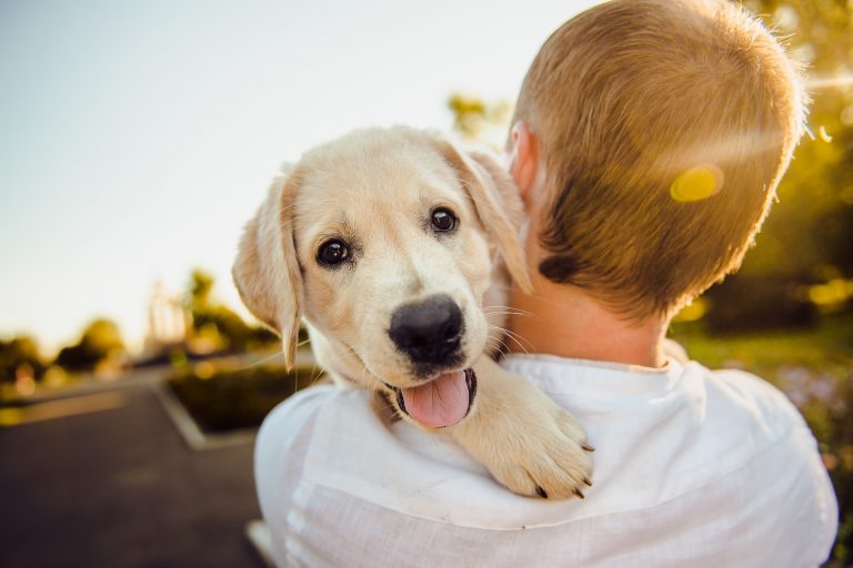 Gloucester County Animal Shelter to hold its annual Open House on Sept. 21