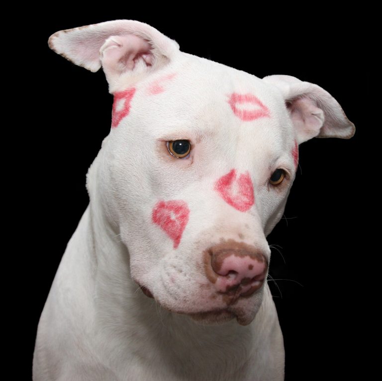 Gloucester County Animal Shelter to waive adoption fees on Valentine’s Day