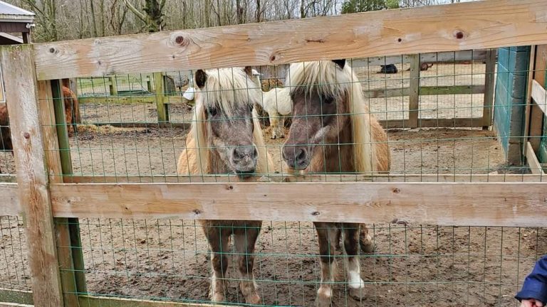 Paws animals find new homes while township addresses residents’ questions